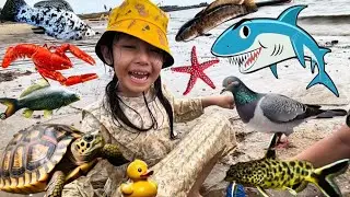 Berburu Ikan di Pantai & Jalan-jalan Lihat Hewan Lucu Kura-kura Sulkata,Ikan Koi,Nila,Berang-berang