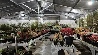 Tanaman Hias aglonema