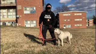 Victoria&rsquo;s Second E Collar Recall Session with Mini Educator
