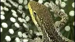 LAGARTIXA Anisolepis grilli