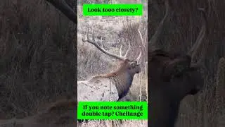 if note something double tap? #animal #animalwildlife #uk #usa #animalshortvideo #shorts