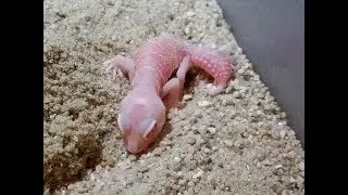 Albino Knobtail Gecko (Nephrurus levis pilbarensis)