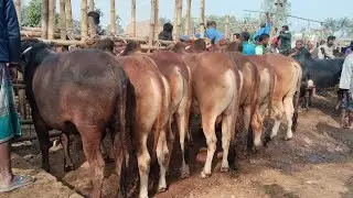 ৩১/১/২৬/বর্ডার এলাকা থেকে বড় সাইজ শাহীওয়াল ষাঁড় গরু কিনুন কমদামে01773949974