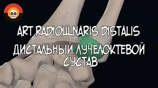 Дистальный лучелоктевой сустав (art.radioulnaris distalis) 3D Анатомия