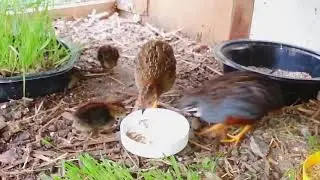 King quail with her cute chicks | Newborn King quail baby | Button quail | Quail Care | কিং কোয়েল