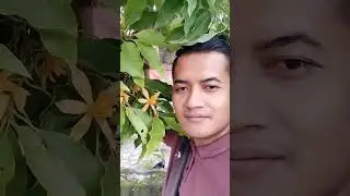 Manfaat bunga kantil kuning bisa mengobati berbagai macam penyakit #manfaatbungakantil