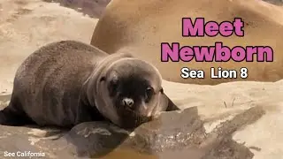 Meet Newborn Sea Lion 8 - Curiosity 4 Days Old Baby Sea Lion