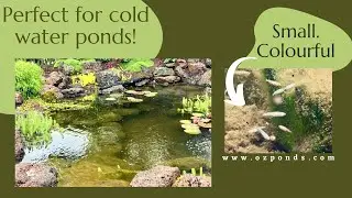 Small colourful fish for a cold water pond