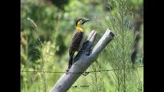 Bel&iacute;ssimo Pica-pau-do-campo (Colaptes campestris).