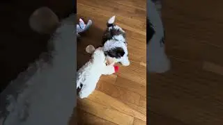 Cool Smart Dog Gadgets, Multipet Mini Lamb Chop #doggadgets #dogloverfun #doglover #dogtoys