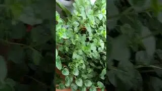 а майоран,он просто шикарен 🌿