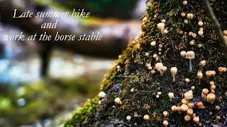 Late summer hike and work at the horse stable | #10 | Loss, change and gratitude