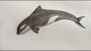 How to Draw Orca, Killer Whale | Easy Killer Whale Drawing Tutorial | Step by Step | For Beginners