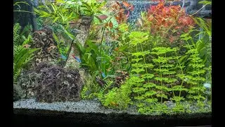 aquarium peace moments 17 #aquarium #fishtank #relaxing