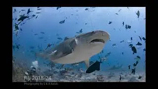 Fiji - Beqa Lagoon & Volivoli Resorts 2018-2024