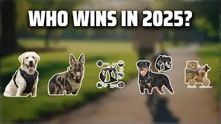 The Top 5 Best Dog Harness in 2025 - Must Watch Before Buying!