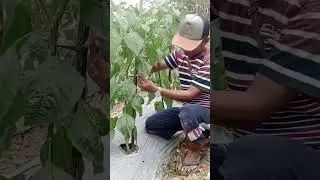 pruning cabai ori 212 #shorts