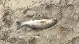 Sandy Hook, NJ.  Striped bass surfcasting.  All caught on fresh clam.