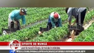 OFERTE DE MUNCA