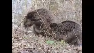 beavers mating - Biber Paarung -  (Castor fiber / Bäver / bobr / Бобр)
