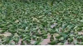 The Man Feed the  Food in Wild  Parrots || छत पर दाना डालने के बाद तोते chat pr parrot kese bulaye