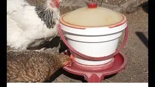 Tr&auml;nken f&uuml;r H&uuml;hner