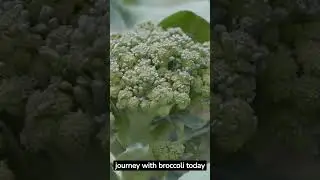 Discover how Broccoli useful in weight loss while having a healthy body