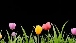 Colorful tulip flowers black screen | Flower animation black screen