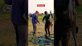 Biggest ever snakehead Murrell fish catching|Big Murrellfish hunting #shorts #fishing #snakeheadfish