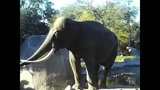 Tierpark Bern 1976 8mm Film