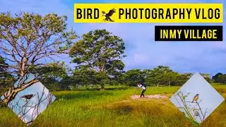 Bird photography vlog Tamil @Varikuttyoor,Vavuniya,Srilanka இது எங்கட ஊர்😻❤️