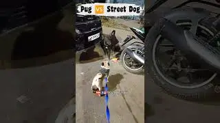 Pug Vs Street dog kalu | Pug Barking #trend #doglover