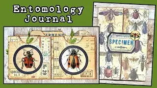 🪲 Entomology Journal (pt.1): lapbook & insert construction 