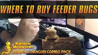 Where do I Buy my Feeder Bugs