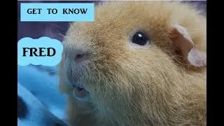 AmysFurryFriends : Get To Know Fred The Guinea Pig