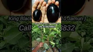 kg 10 jamun // thai king jamun // thai king black jamun // kg 10 jamun plant // best jamun variety