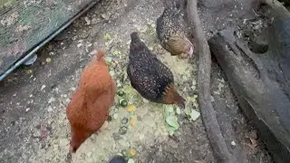 Success Story at the Farm