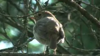 Hermit Thrush