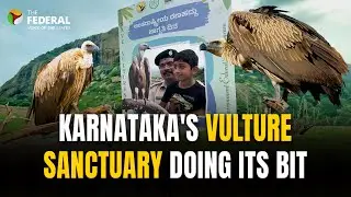 How India swooped in to save its vultures? | The Federal