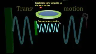 #ripples #transversal #longitudinal #waves #11physics #shortsfeed #shortsvideo #shortsfeed