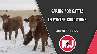 Caring for cattle in winter weather | Grazing | November 21, 2025