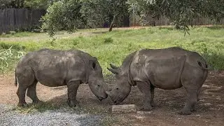 Could this nuclear-based approach curb rhino-poaching?
