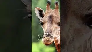 Giraffes: The Tallest Giants and Their Remarkable Adaptations