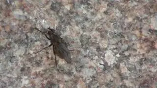 Dung Fly (Scathophagidae: Scathophaga) on Rock