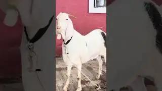 JD GOAT FARM KE EXTREME KHASSI BAKRE #jdgoatfarm #khassi #goats #bakre #shorts