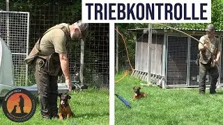 Pan, (k)ein Problemhund bei der Arbeit &bdquo;Triebkontrolle&ldquo; mittels der Reizangel.
