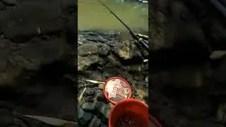 Mancing wader cakul #mancing #mancingwader #mancingmania #microfishing
