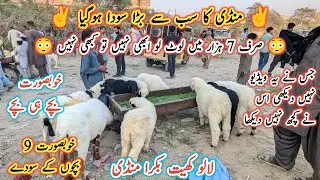 Lalukhet Bakra Mandi Latest Update l Larkana Dumba Baby l Bakri k Bacche l Bakra Mandi 2025 l