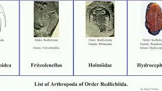 List of Arthropoda of Order Redlichiida. paradoxides gracilis pusillus Fuse Eccaparadoxides Press