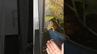 Chameleon eats hornworm